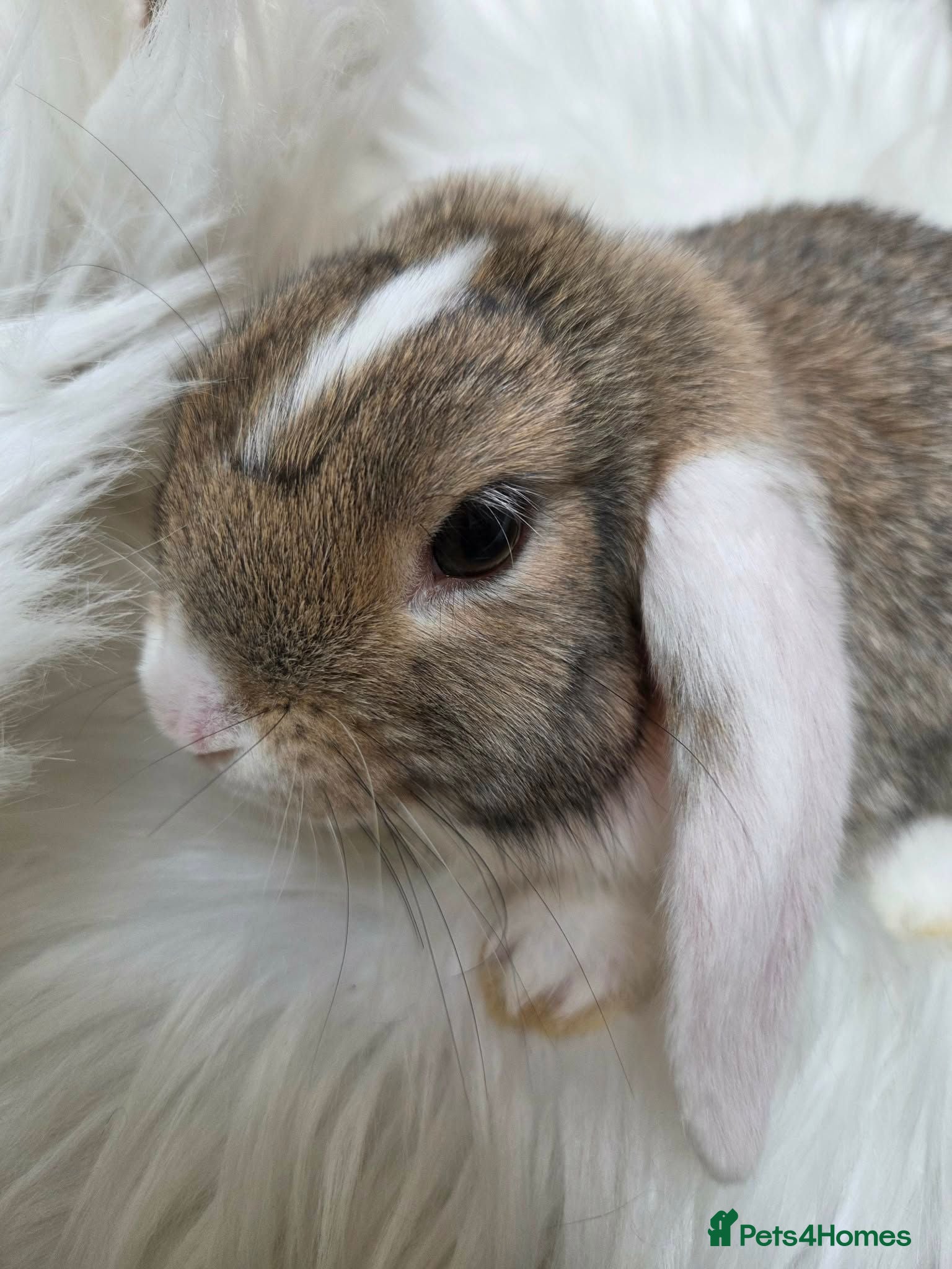 Mini Lop rabbits Beautiful mini lop boys and girls avalible - Advert 1