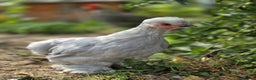 Chickens poultry for sale: Lavender pekin bantams - Advert 1