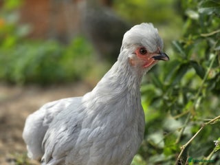 Chickens poultry - Advert 1