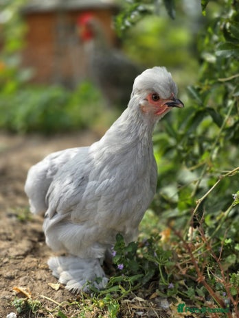 Chickens poultry - Advert 6