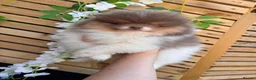 Pomeranian dogs for sale: Pomeranian puppys ready now  - Advert 8
