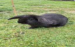 English Lop rabbits for sale: Rabbits for sale - Image 2
