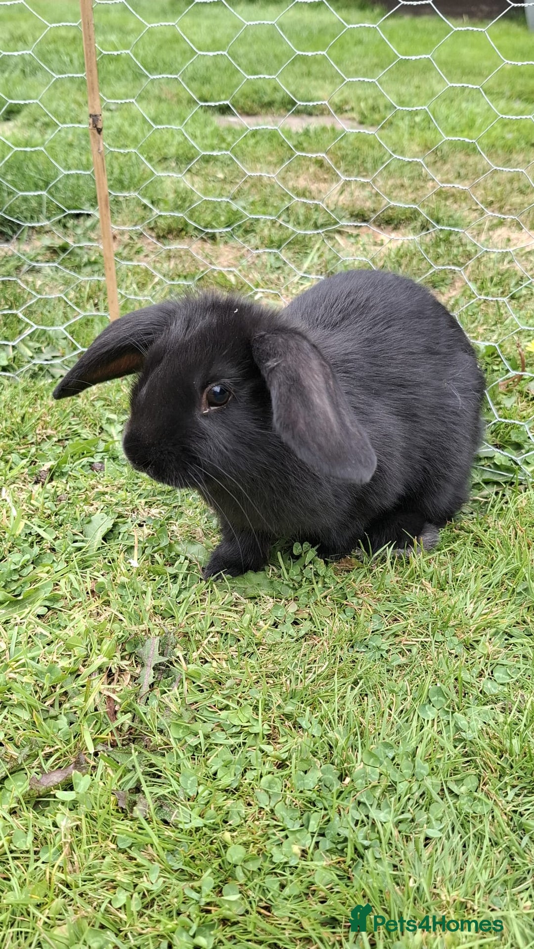 English Lop rabbits for sale: Rabbits for sale - Image 2
