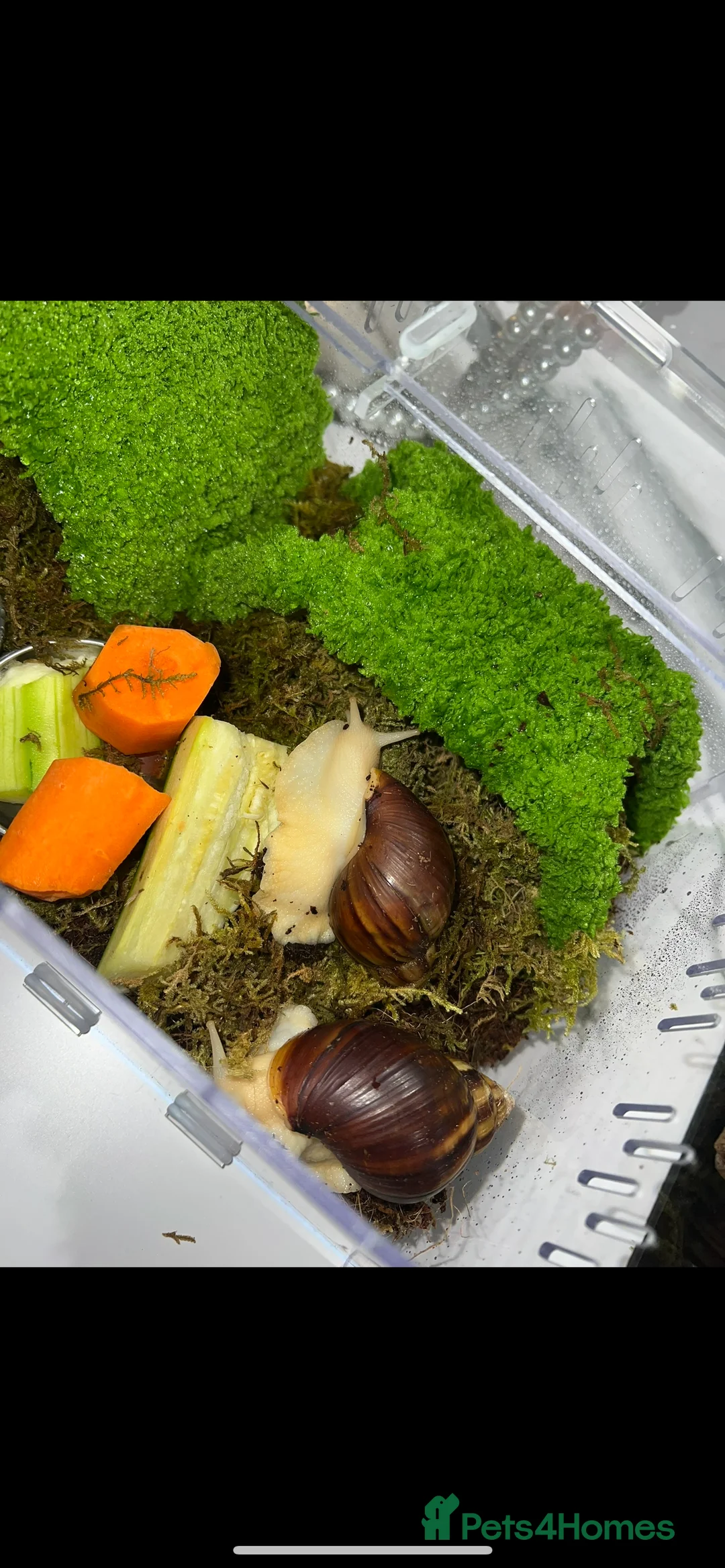Snails invertebrates for sale: 2 Albino white African land snails  in Southampton - Advert 2