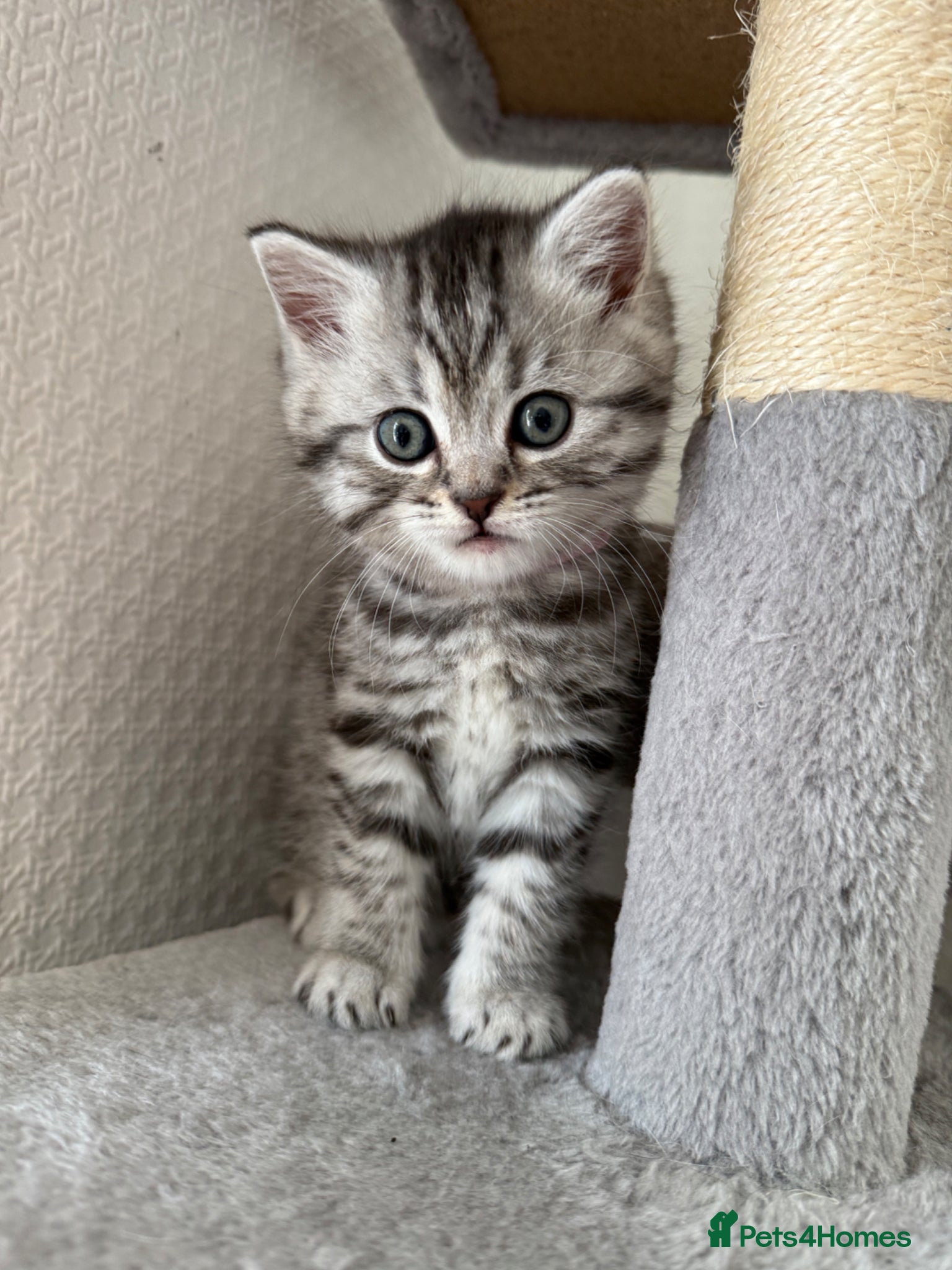 British Shorthair cats for sale: 3 females British shorthair  - Advert 5