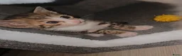 Bengal cats for sale: Savannah x bengal ONE MALE LEFT - Advert 4