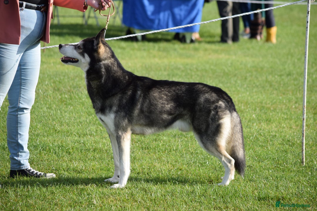 Siberian Husky dogs for stud: 3 Health tested KC Reg Polish Imports At Stud in Scunthorpe - Image 9