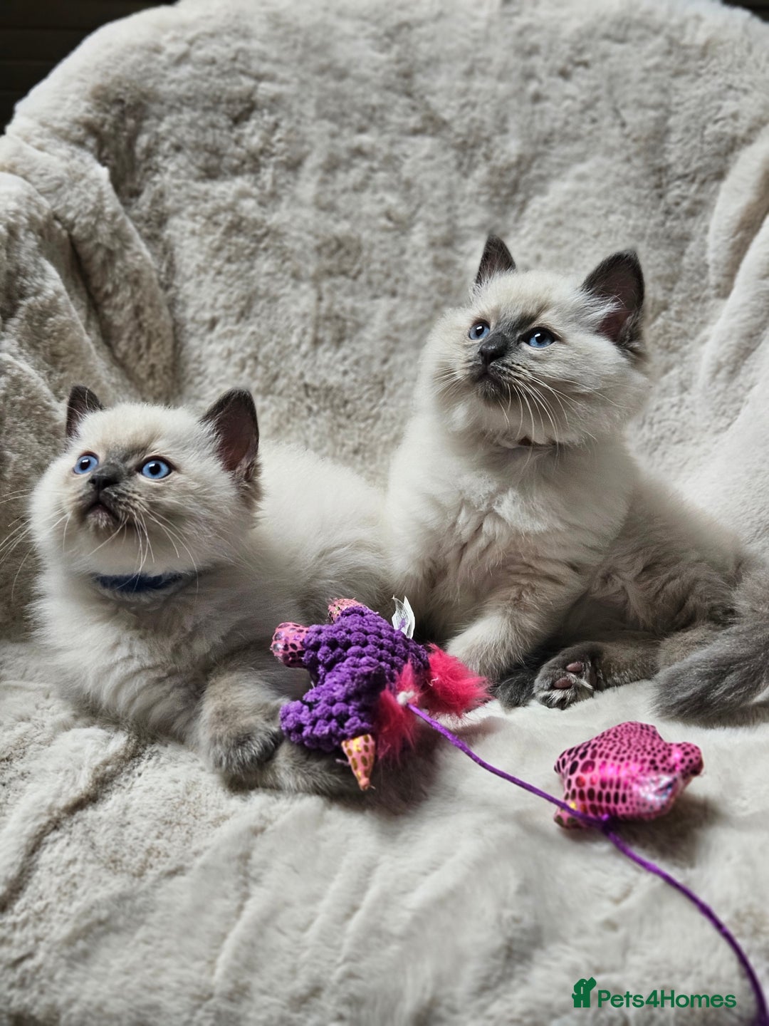 Ragdoll cats for sale: PURE RAGDOLL KITTENS 💜💙💚🤎 - Image 26