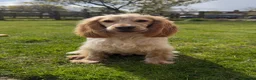 Cocker Spaniel dogs for stud: 🐶KENBLOOM PATH TO GLORY FOR STUD🐶 - Advert 4