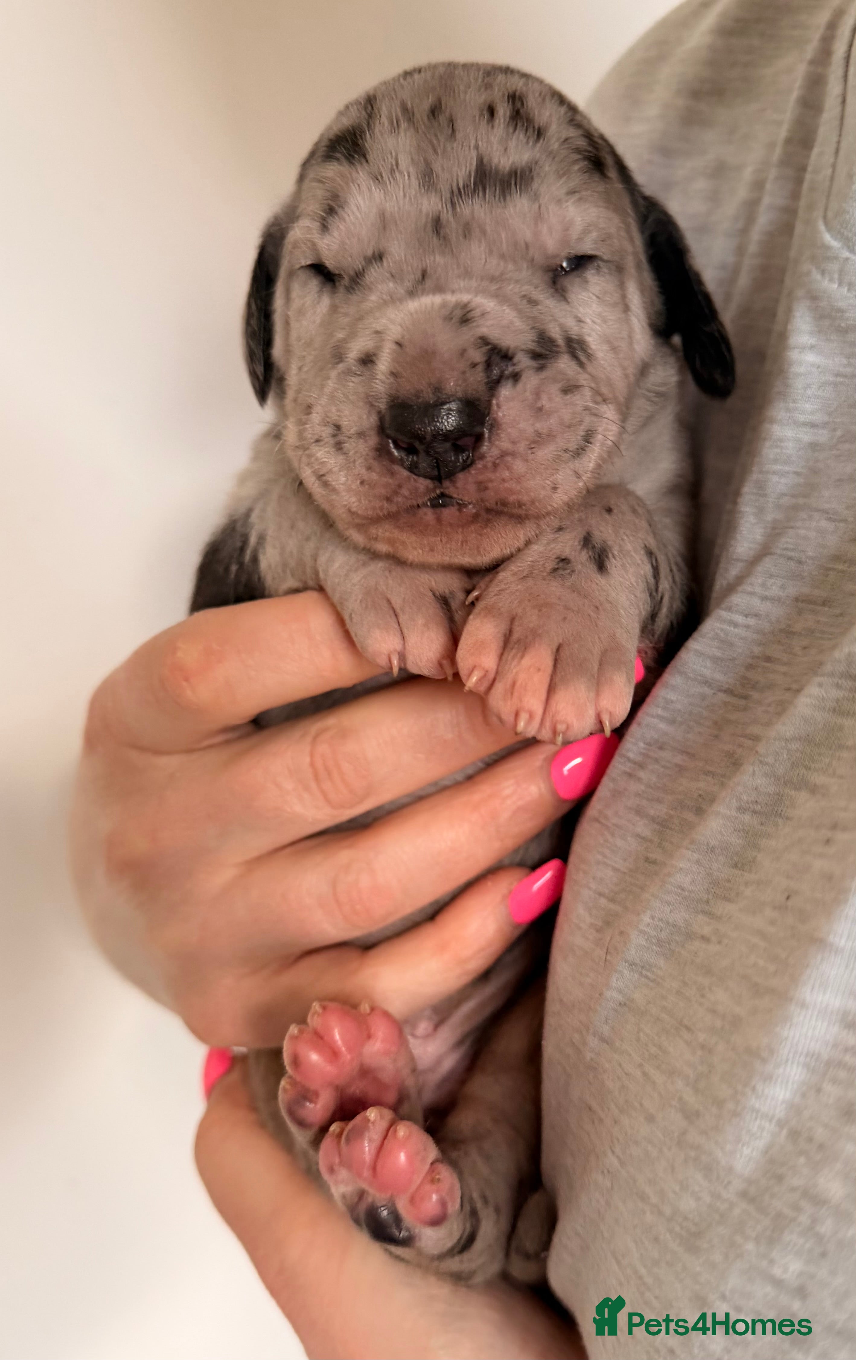 Great Dane dogs KC registered beautiful Great Dane Puppies - Advert 2