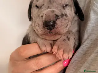 Great Dane dogs KC registered beautiful Great Dane Puppies - Advert 2