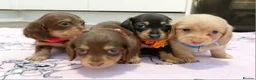 Miniature Dachshund dogs for sale: Sweetest Longhaired/One S.Haired Mini's 🤎🐾 - Advert 22