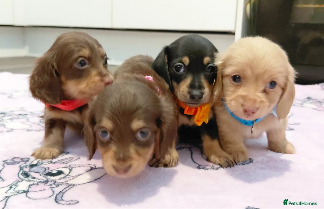 Miniature Dachshund dogs for sale: Sweetest Longhaired/One S.Haired Mini's 🤎🐾 - Advert 22