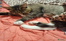 Mixed Breed cats for adoption: TOM a friendly & proud boy who needs a Loving Home - Advert 34