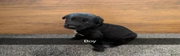 Mixed Breed dogs for sale: Puppies  - Advert 3