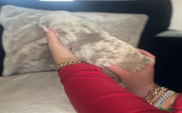 Old Tyme Bulldog dogs for sale: Rainbow litter of stunning old tyme bulldogs  - Image 6