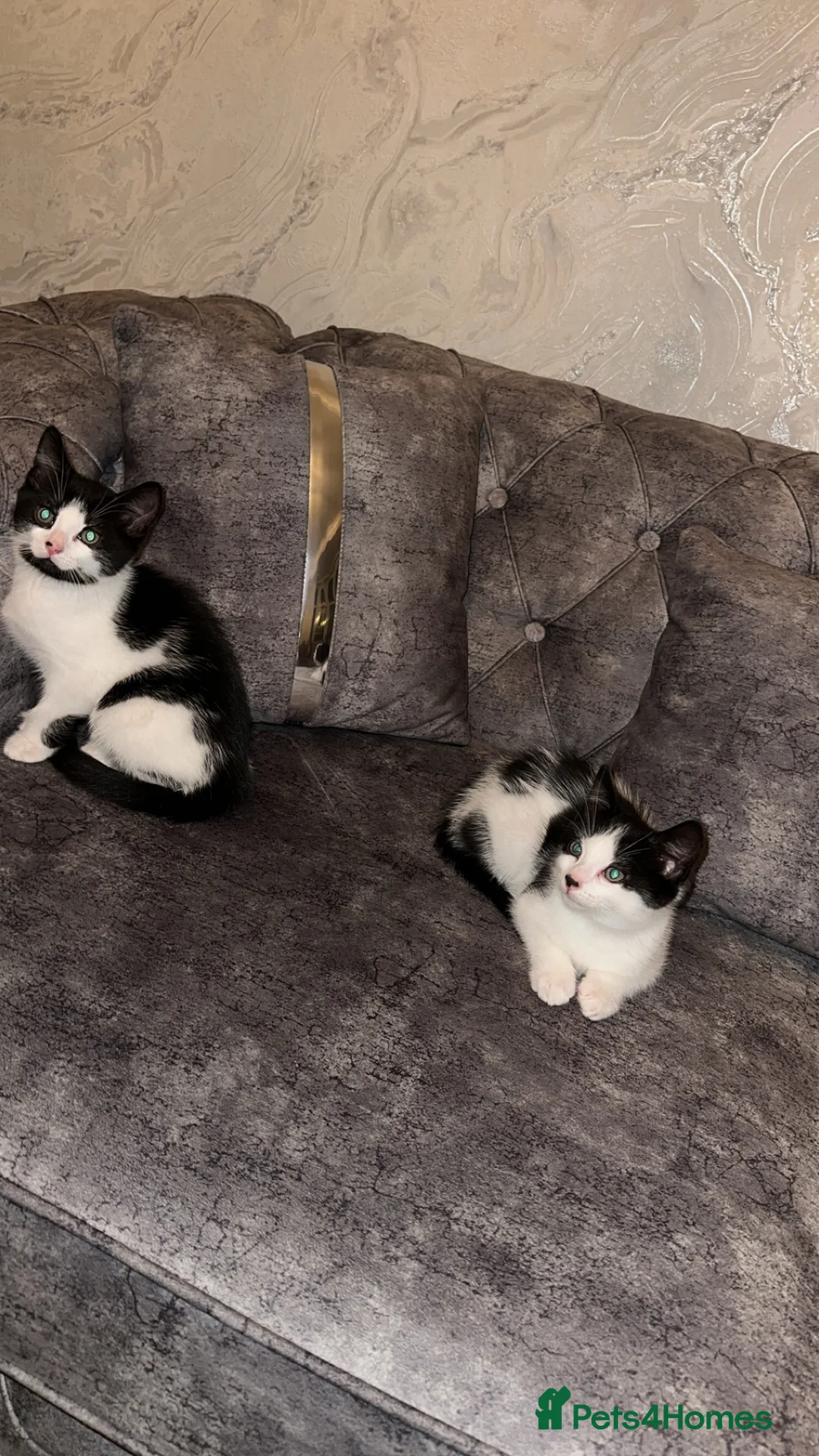 British Shorthair cats for sale: 2 lovely black and white shorthairs - Advert 28