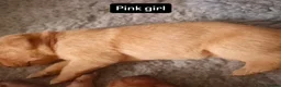 Labrador Retriever dogs for sale: Health Tested KC FoxRed Working Labrador Puppies  - Advert 10