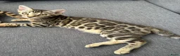 Bengal cats for sale: Bengal kittens for sale - Advert 2