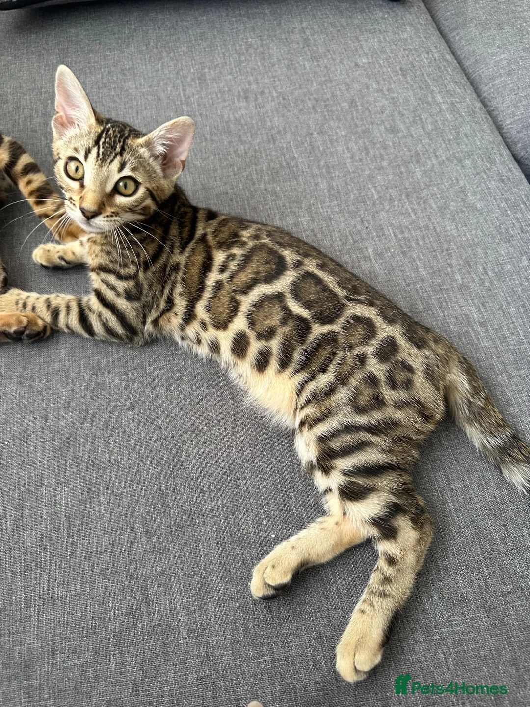 Bengal cats for sale: Bengal kittens for sale - Advert 2
