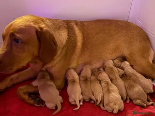Labrador Retriever dogs Male Fox Red Lab Pup - Advert 3