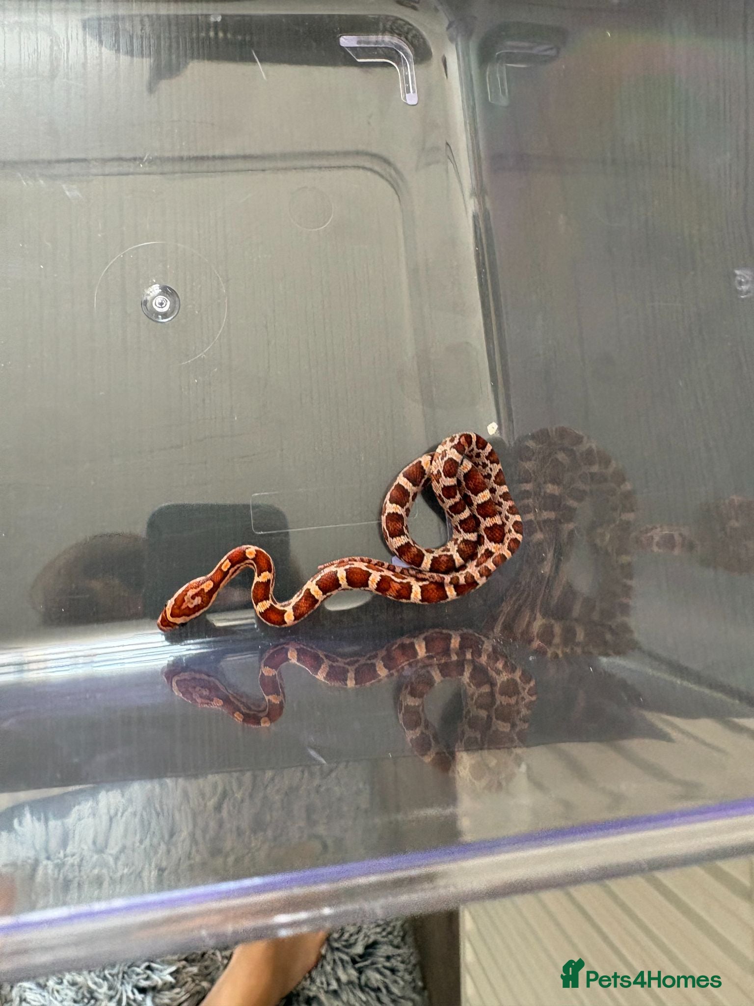 Corn Snake reptiles Het Palmetto Corn Snake - Advert 21