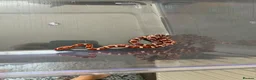 Corn Snake reptiles for sale: Het Palmetto Corn Snake in Sittingbourne - Advert 2