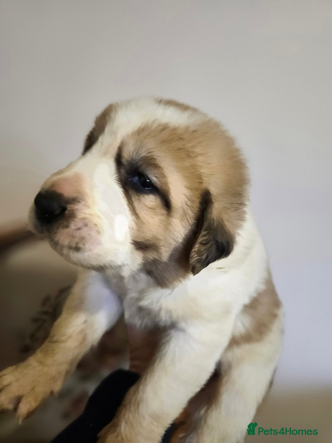 Central Asian Shepherd dogs for sale: Beautiful central Asian shepherd puppies - Advert 17