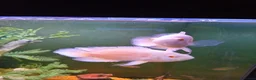 Cichlids fish for sale: ElectricDempsey X3,bichir,catfish,pleco,Oscar,barb - Advert 6
