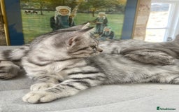 Brazilian Shorthair cats for sale: Beautiful British Shorthair kitten  - Image 3