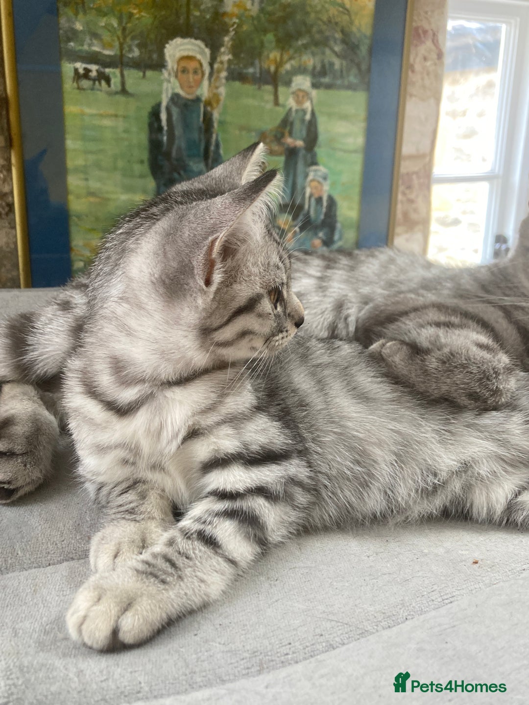 Brazilian Shorthair cats for sale: Beautiful British Shorthair kitten  - Image 3