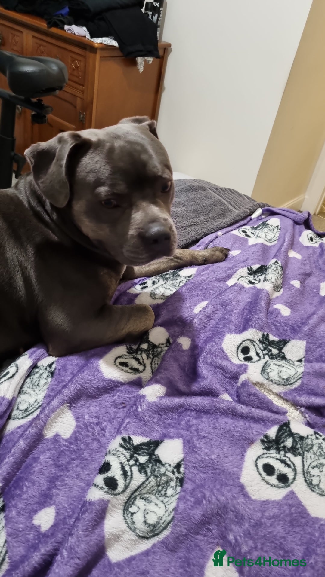 Staffordshire Bull Terrier dogs for sale: Holly - Advert 4