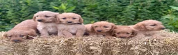 Labradoodle dogs for sale: Beautiful F1 Mini Labradoodle Puppies  - Advert 4