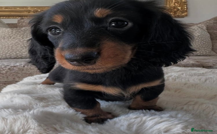 Miniature Dachshund dogs - Advert 1