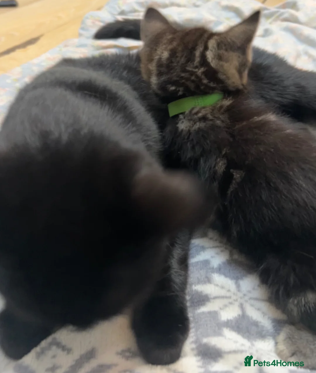 Mixed Breed cats for sale: Sweet girl kitten looking for her 4ever home - Advert 2