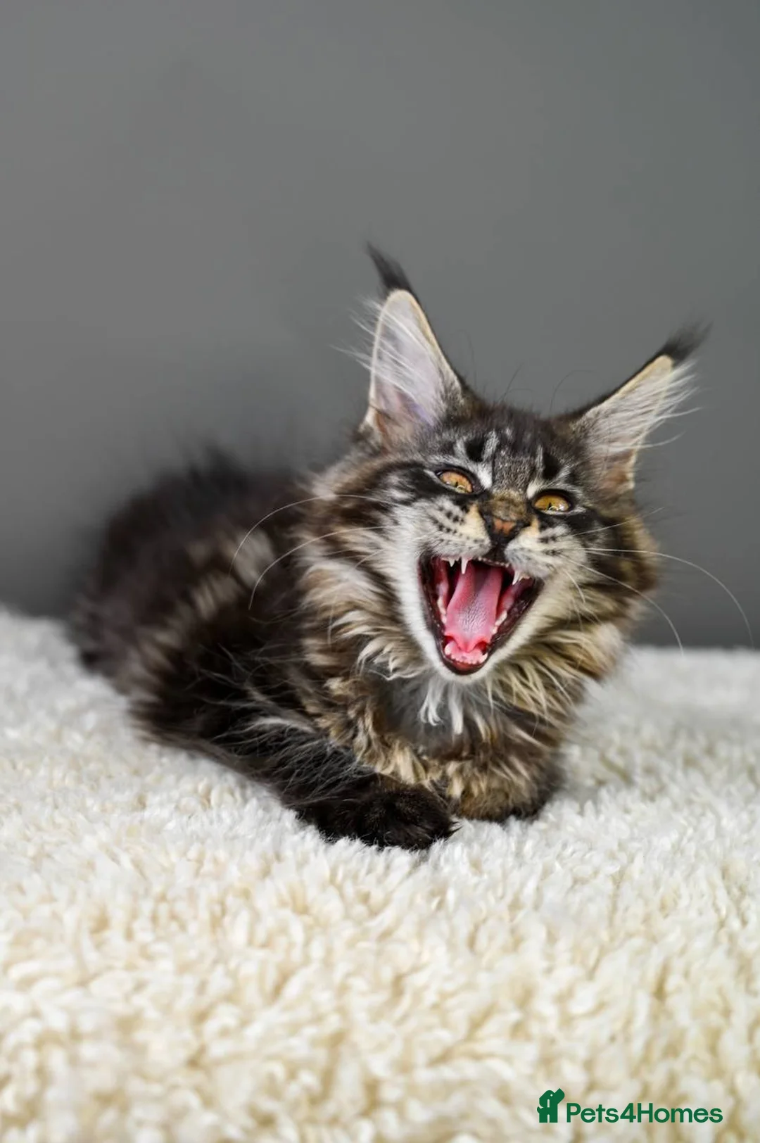 Maine Coon cats for sale: 3 Unique Kittens available - TICA registered  - Advert 21