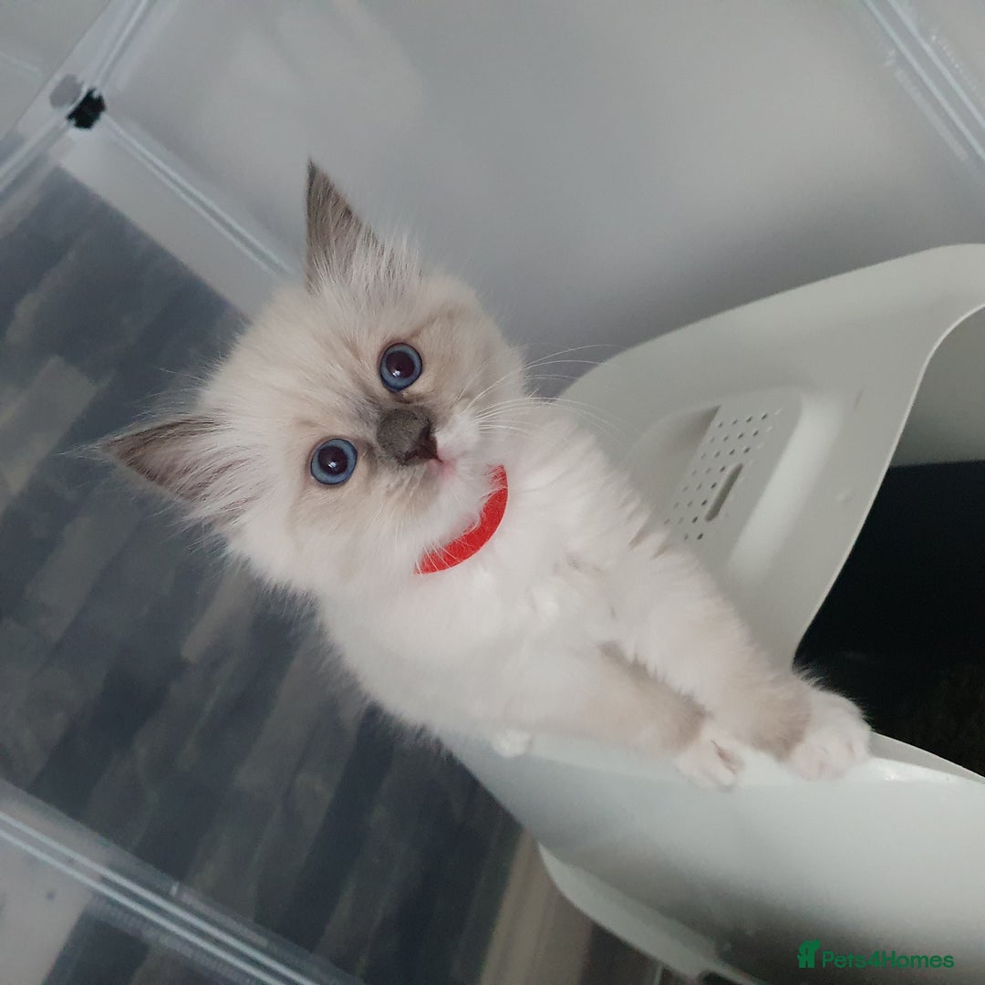 Ragdoll cats for sale: The cutest beautiful Ragdoll kittens! Ready :) - Image 5