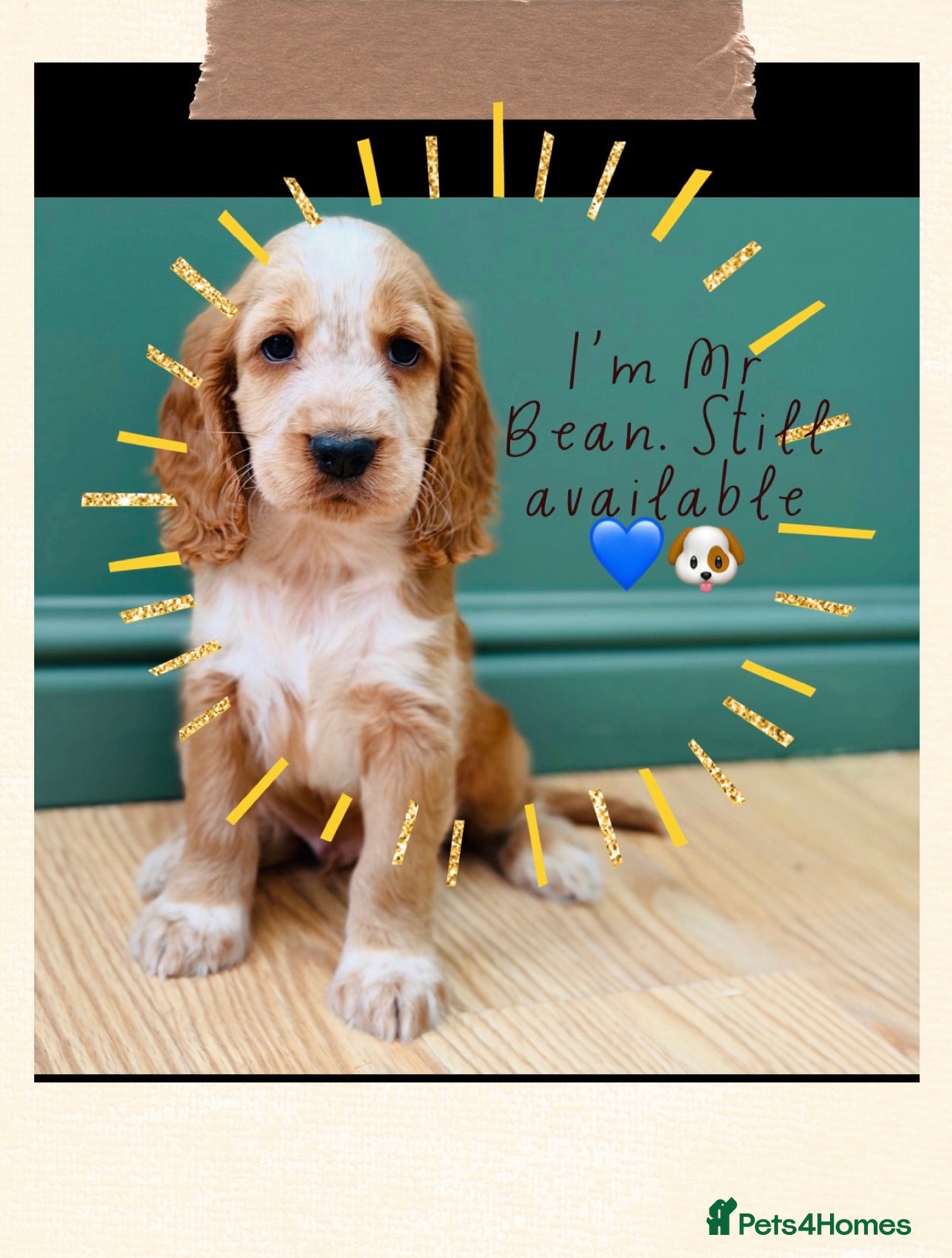 Cocker Spaniel dogs READY TO GO-Cocker Spaniel puppies (working) - Advert 1