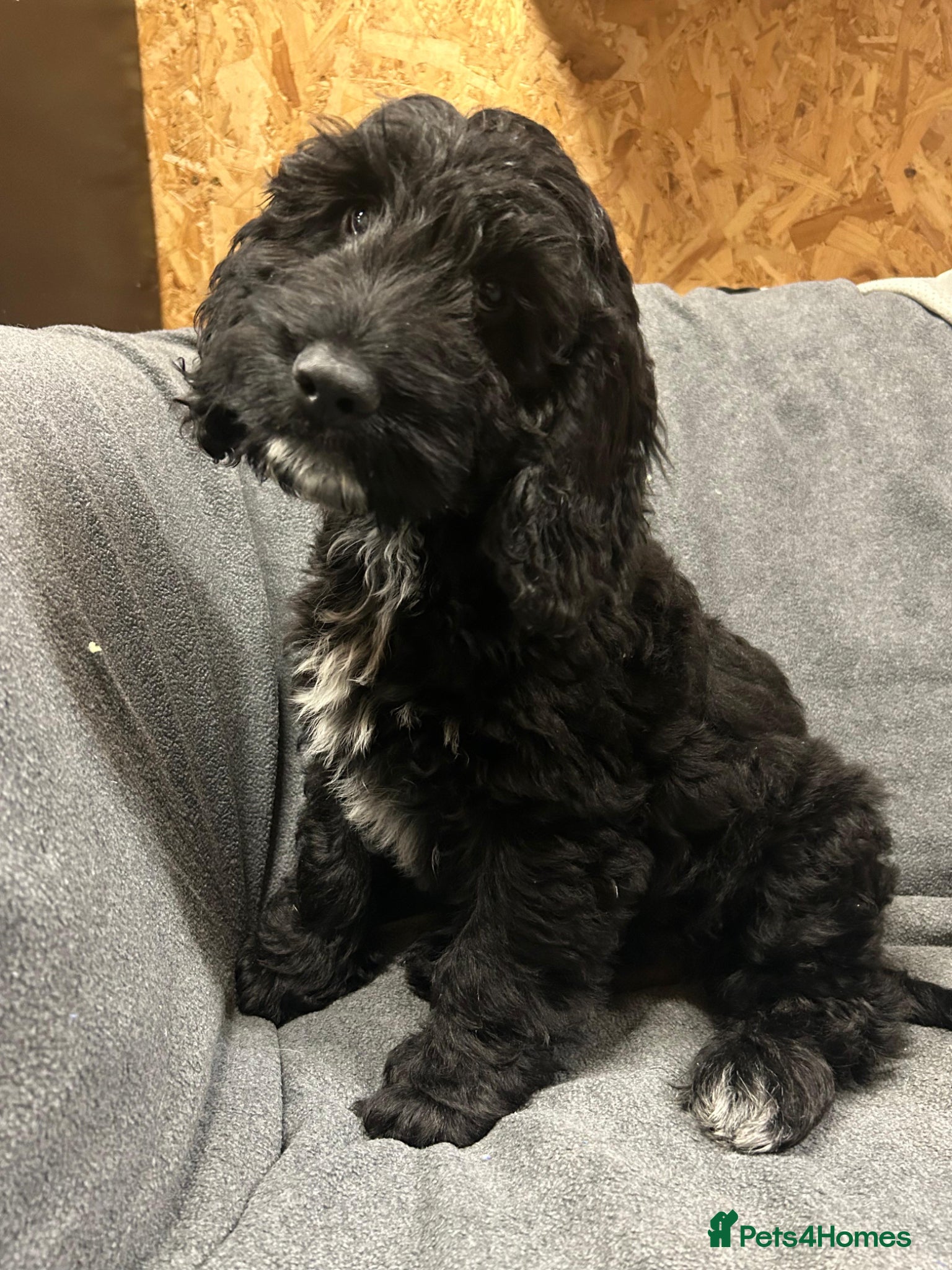 Schnoodle dogs Beautiful Schnoodle Puppies 🐾🐾🐾 - Advert 9