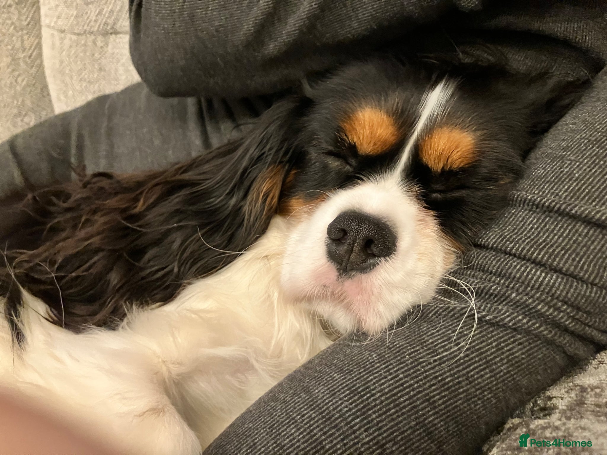 Cavalier King Charles Spaniel dogs Rehoming beautiful Maxi 17months old  - Advert 1