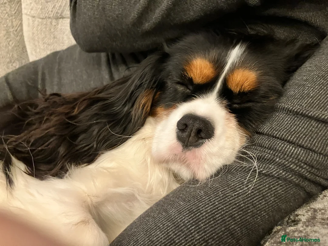 Cavalier King Charles Spaniel dogs for sale: Rehoming beautiful Maxi 17months old  - Advert 1