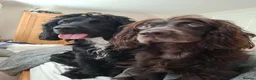 Cocker Spaniel dogs for sale: Cocker Spaniel Pups For Sale - Advert 2