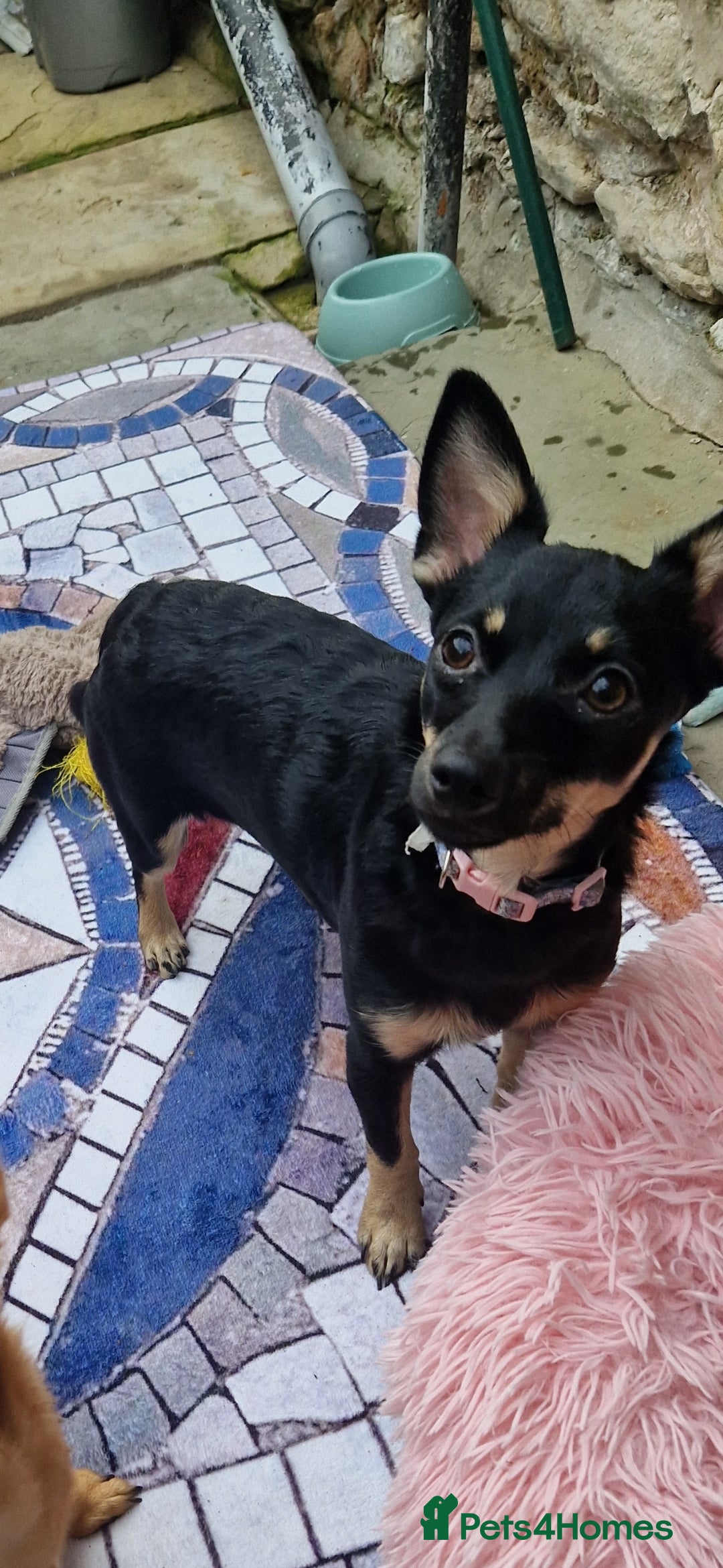 Jack Chi dogs for sale: JACK CHI PUPPIES  - Advert 5