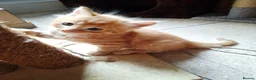 Mixed Breed cats for sale: Beautiful Litter: 4 Maine Coon X Ginger Toms - Advert 12