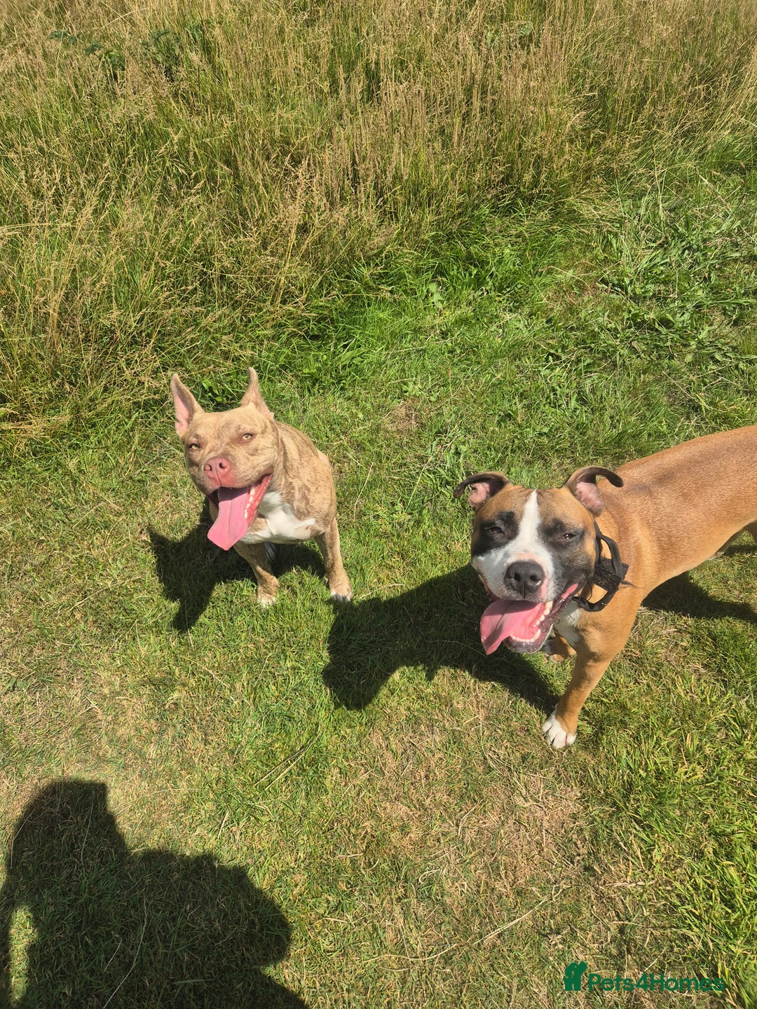 Mixed Breed dogs for sale: American Bulldog x Staffy for rehoming  - Image 3