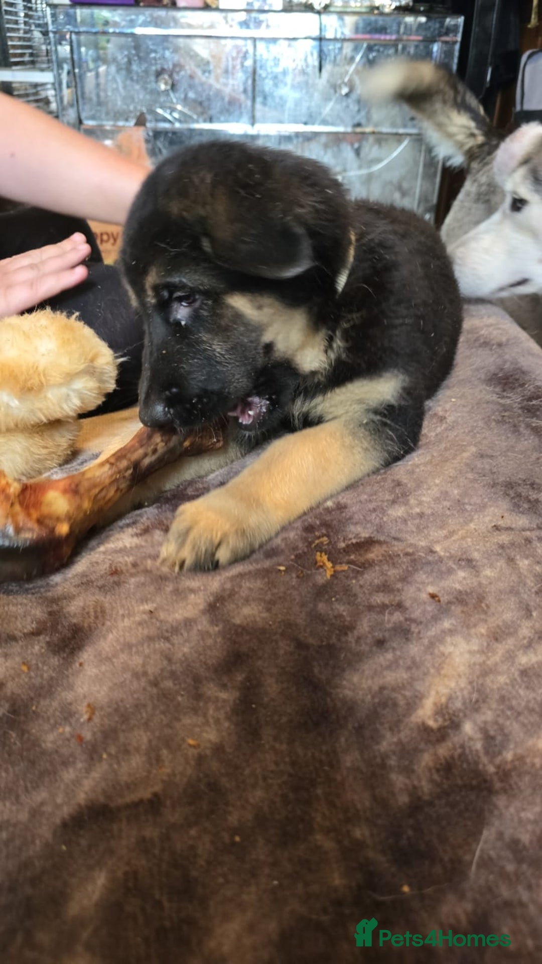 Shepsky dogs for sale: Husky cross German shepherd  - Image 3