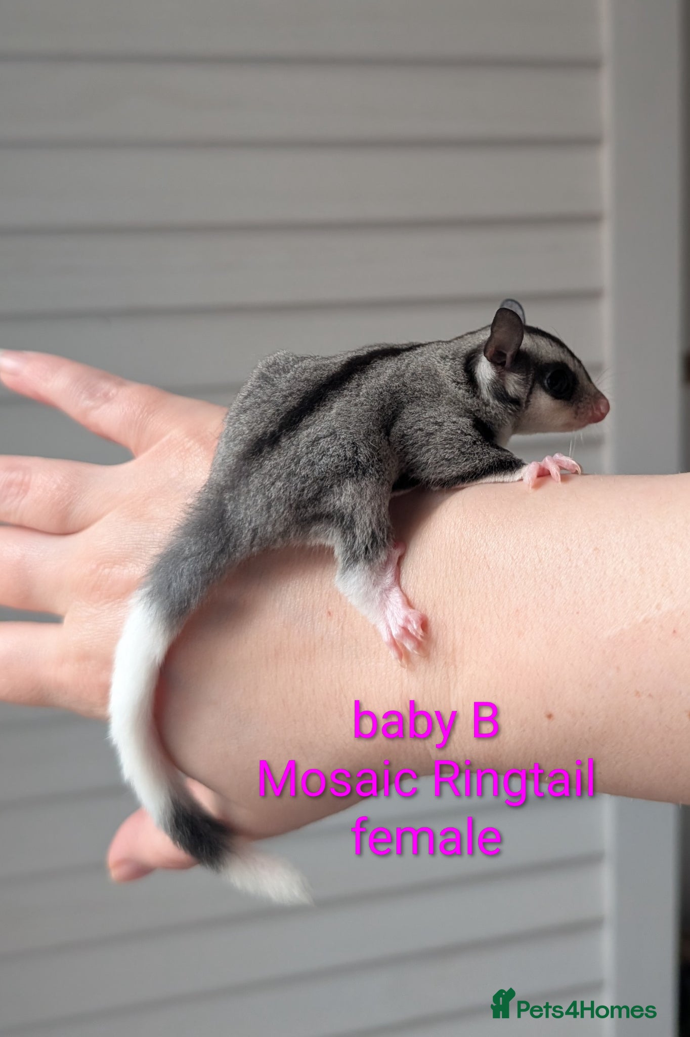 Sugar Glider rodents Two female sugar gliders - Advert 3