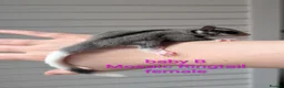 Sugar Glider rodents for sale: Mosaic Ringtail Female Sugar glider joey - Advert 4