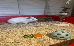 Guinea Pig rodents for sale: Two male guinea pigs - Image 7