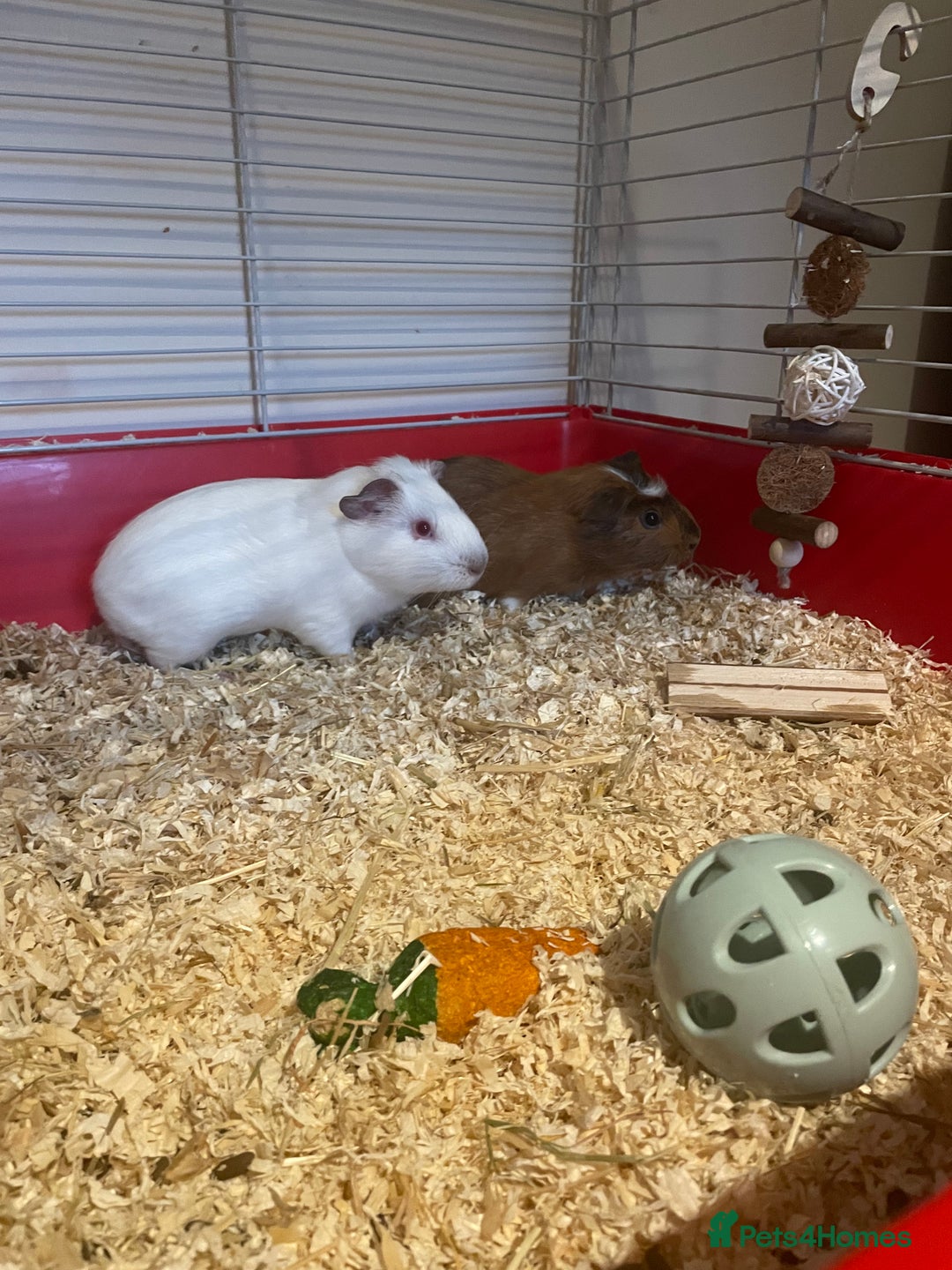 Guinea Pig rodents for sale: Two male guinea pigs - Image 7